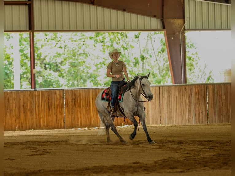American Quarter Horse Wallach 4 Jahre 152 cm Schimmel in Quitman