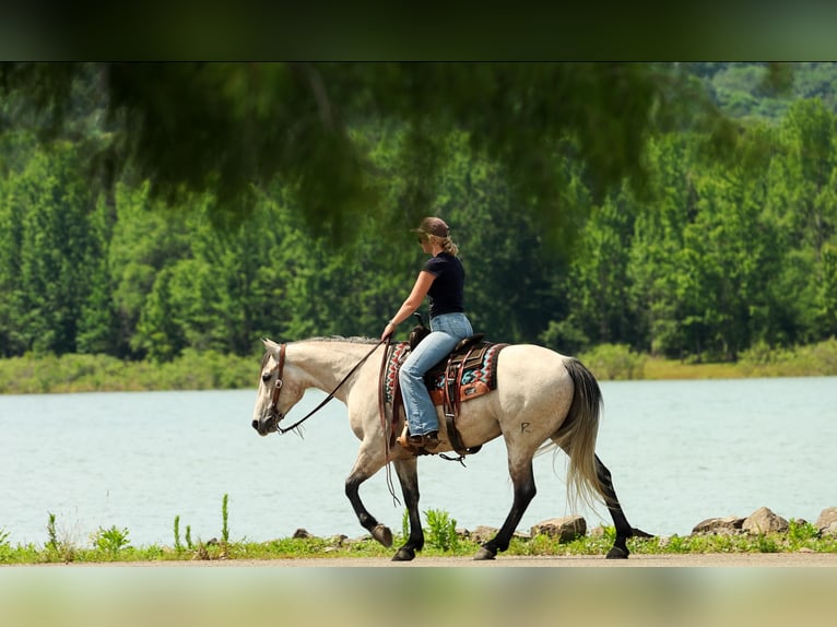 American Quarter Horse Wallach 4 Jahre 152 cm Schimmel in Quitman