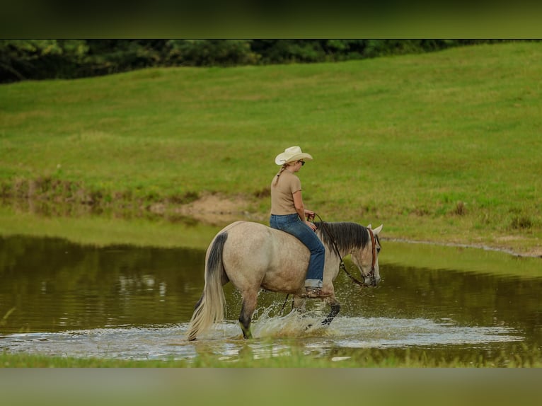 American Quarter Horse Wallach 4 Jahre 152 cm Schimmel in Quitman