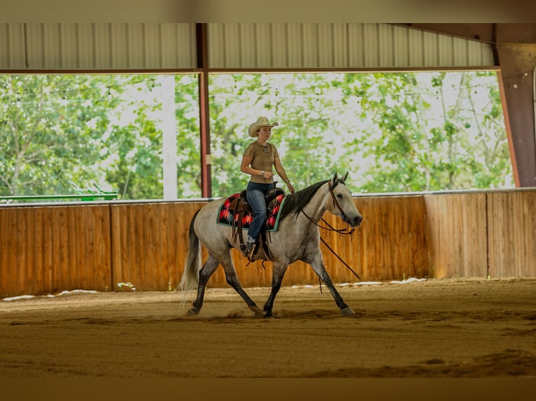 American Quarter Horse Wallach 4 Jahre 152 cm Schimmel in Quitman