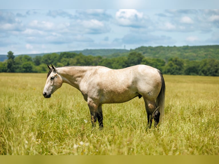 American Quarter Horse Wallach 4 Jahre 152 cm Schimmel in Quitman