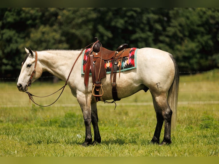American Quarter Horse Wallach 4 Jahre 152 cm Schimmel in Quitman