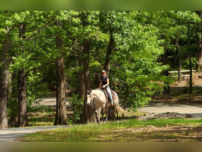American Quarter Horse Wallach 4 Jahre 152 cm Schimmel in Quitman