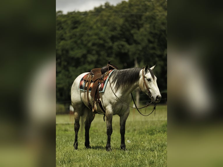 American Quarter Horse Wallach 4 Jahre 152 cm Schimmel in Quitman