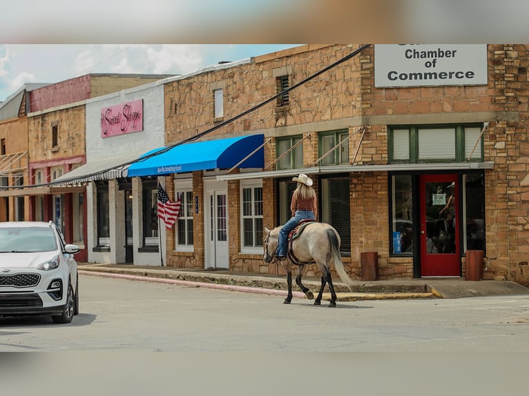 American Quarter Horse Wallach 4 Jahre 152 cm Schimmel in Quitman