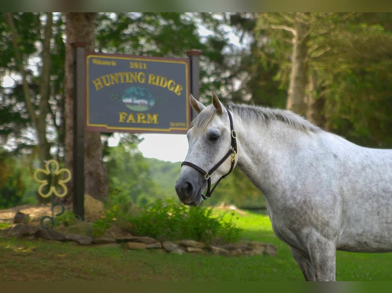 American Quarter Horse Wallach 4 Jahre 152 cm Schimmel in Street, MD