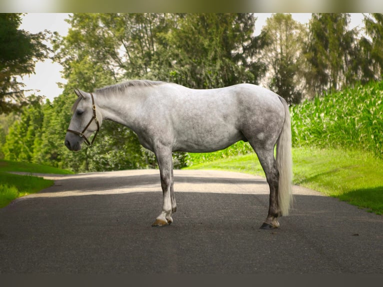 American Quarter Horse Wallach 4 Jahre 152 cm Schimmel in Street, MD