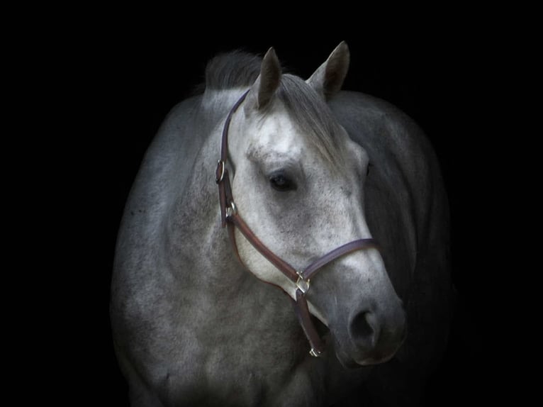 American Quarter Horse Wallach 4 Jahre 152 cm Schimmel in Street, MD