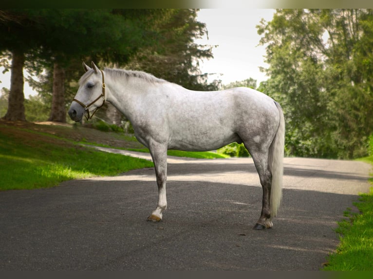 American Quarter Horse Wallach 4 Jahre 152 cm Schimmel in Street, MD