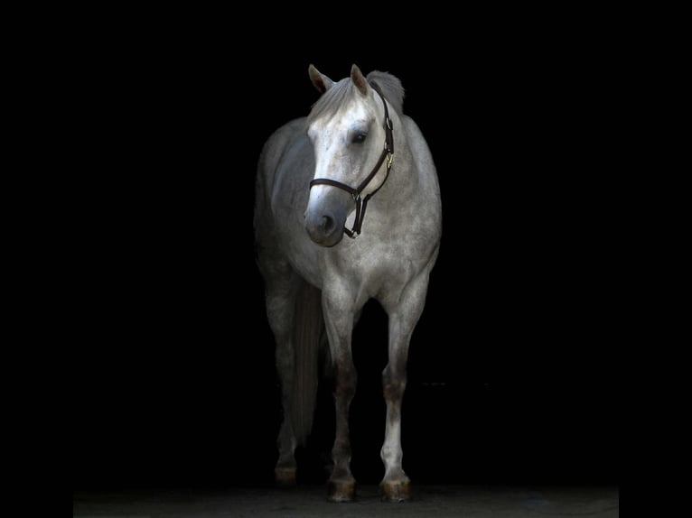 American Quarter Horse Wallach 4 Jahre 152 cm Schimmel in Street, MD
