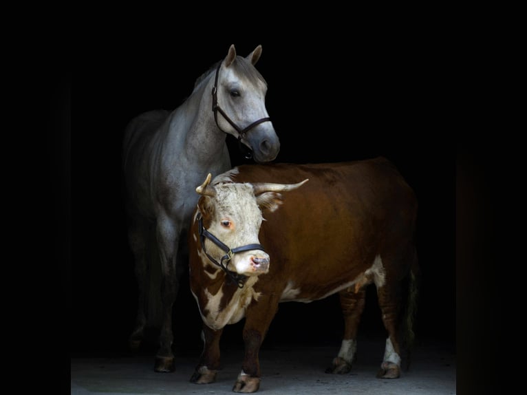 American Quarter Horse Wallach 4 Jahre 152 cm Schimmel in Street, MD
