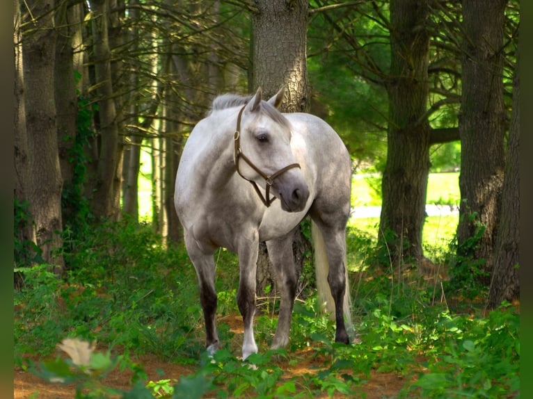 American Quarter Horse Wallach 4 Jahre 152 cm Schimmel in Street, MD