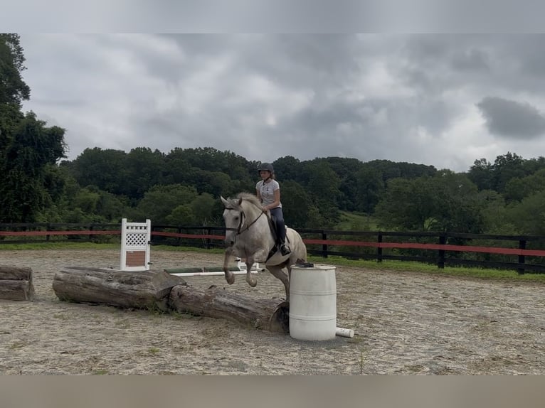 American Quarter Horse Wallach 4 Jahre 152 cm Schimmel in Street, MD