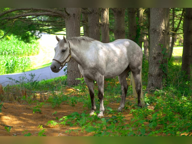 American Quarter Horse Wallach 4 Jahre 152 cm Schimmel in Street, MD