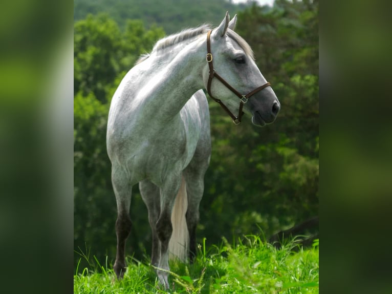 American Quarter Horse Wallach 4 Jahre 152 cm Schimmel in Street, MD