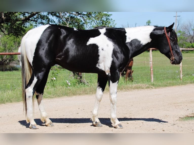 American Quarter Horse Wallach 4 Jahre 152 cm Tobiano-alle-Farben in Breckenridge TX