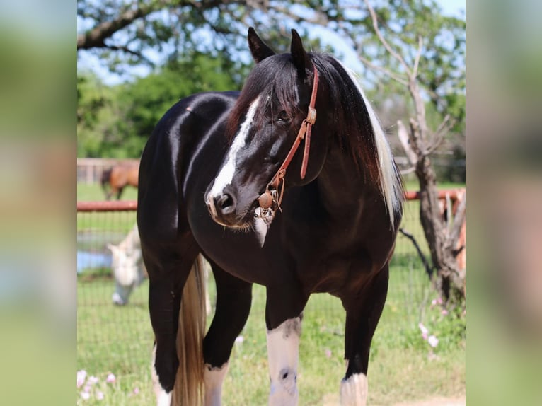 American Quarter Horse Wallach 4 Jahre 152 cm Tobiano-alle-Farben in Breckenridge TX