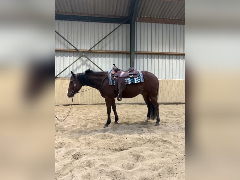 American Quarter Horse Wallach 4 Jahre 153 cm Brauner in Rijswijk (NB)
