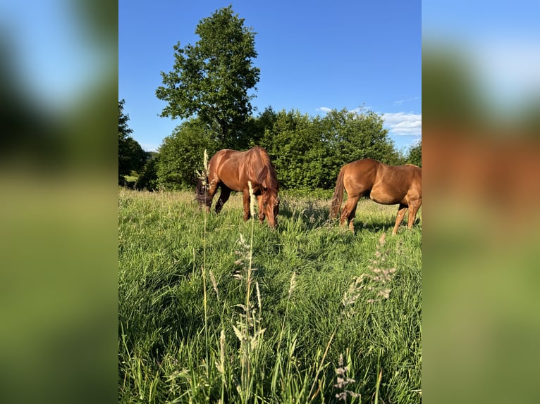 American Quarter Horse Wallach 4 Jahre 153 cm Dunkelfuchs in Todenbüttel