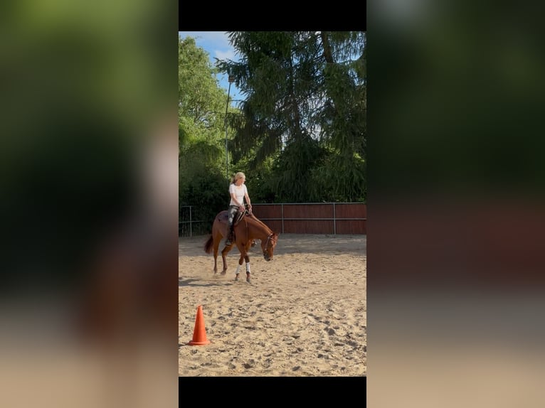 American Quarter Horse Wallach 4 Jahre 153 cm Dunkelfuchs in Todenbüttel