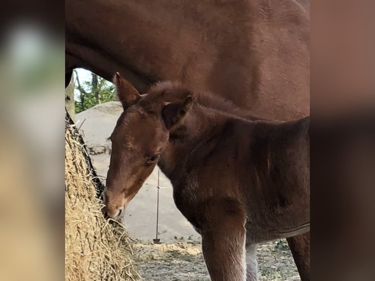 American Quarter Horse Wallach 4 Jahre 153 cm Dunkelfuchs in Todenbüttel