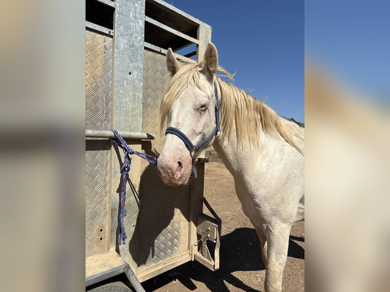 American Quarter Horse Mix Wallach 4 Jahre 153 cm White in Cati