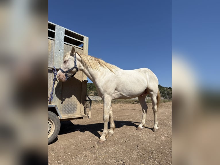 American Quarter Horse Mix Wallach 4 Jahre 153 cm White in Cati