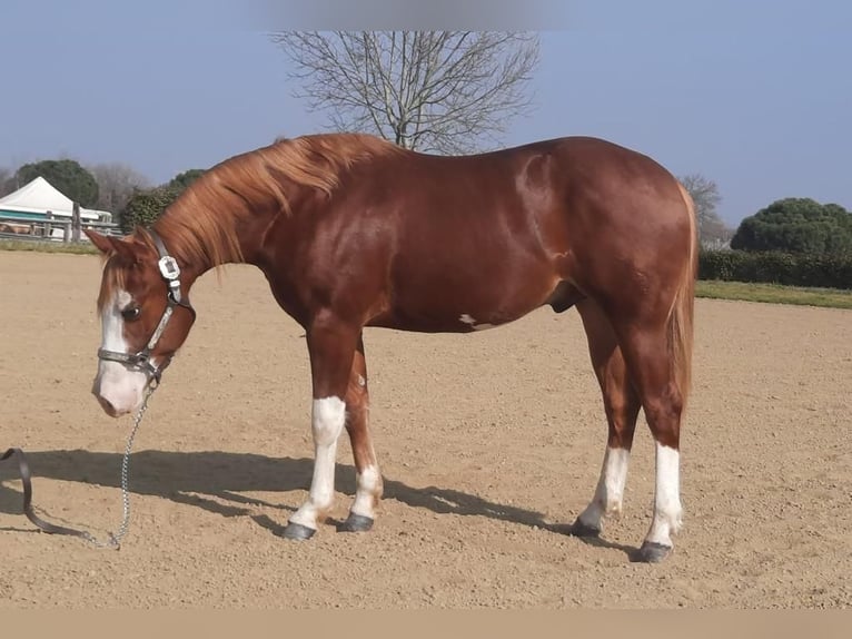 American Quarter Horse Wallach 4 Jahre 154 cm in Cassano D&#x27;Adda