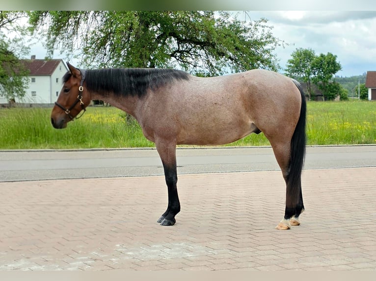American Quarter Horse Wallach 4 Jahre 154 cm Roan-Bay in Crailsheim