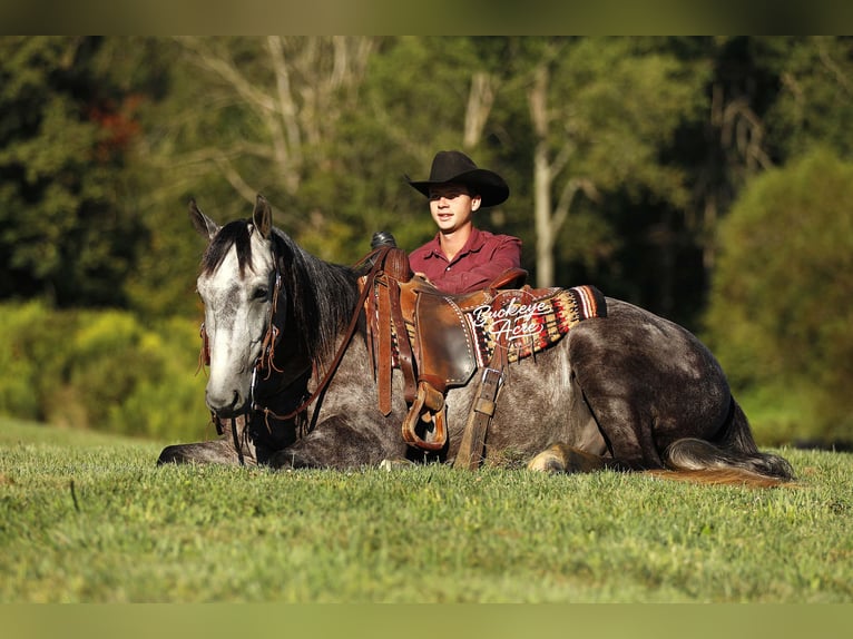 American Quarter Horse Wallach 4 Jahre 155 cm Apfelschimmel in Millersburg