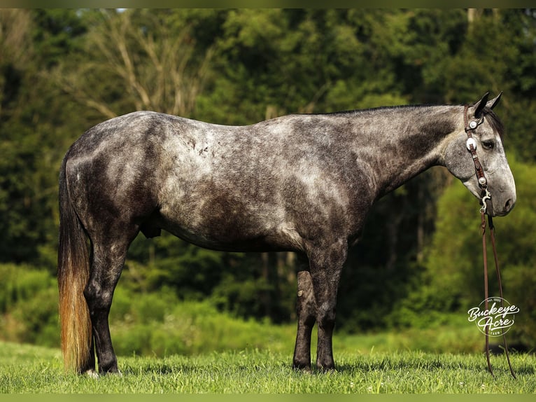 American Quarter Horse Wallach 4 Jahre 155 cm Apfelschimmel in Millersburg