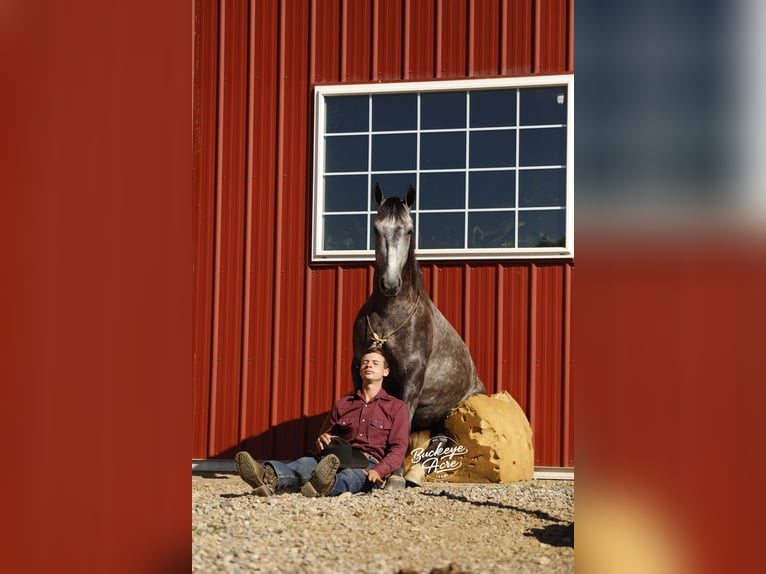 American Quarter Horse Wallach 4 Jahre 155 cm Apfelschimmel in Millersburg