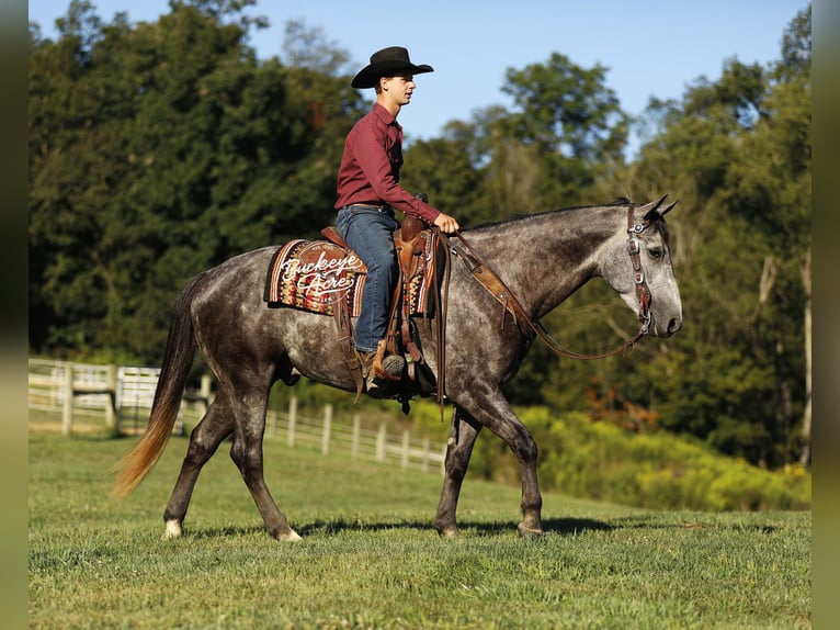 American Quarter Horse Wallach 4 Jahre 155 cm Apfelschimmel in Millersburg