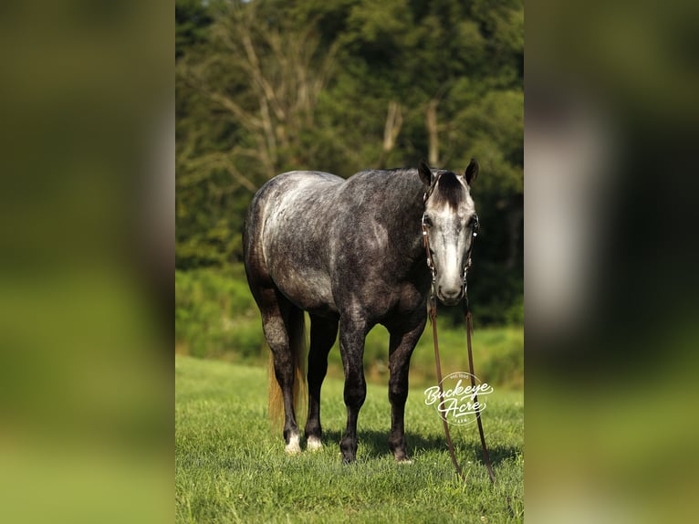 American Quarter Horse Wallach 4 Jahre 155 cm Apfelschimmel in Millersburg