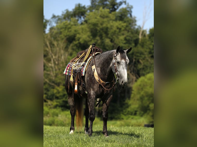 American Quarter Horse Wallach 4 Jahre 155 cm Apfelschimmel in Millersburg