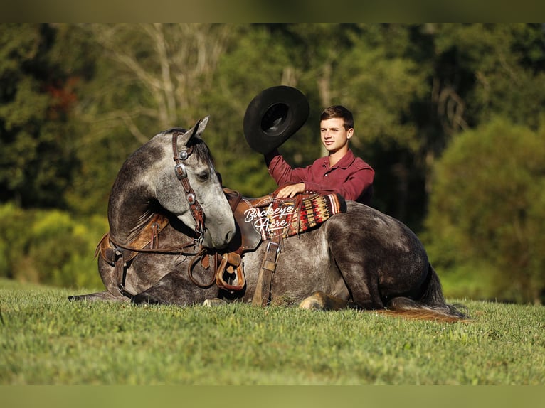 American Quarter Horse Wallach 4 Jahre 155 cm Apfelschimmel in Millersburg