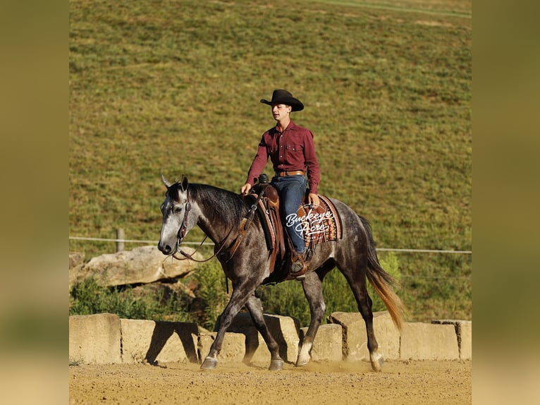 American Quarter Horse Wallach 4 Jahre 155 cm Apfelschimmel in Millersburg