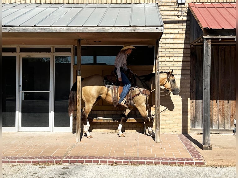 American Quarter Horse Wallach 4 Jahre 155 cm Buckskin in Byers TX