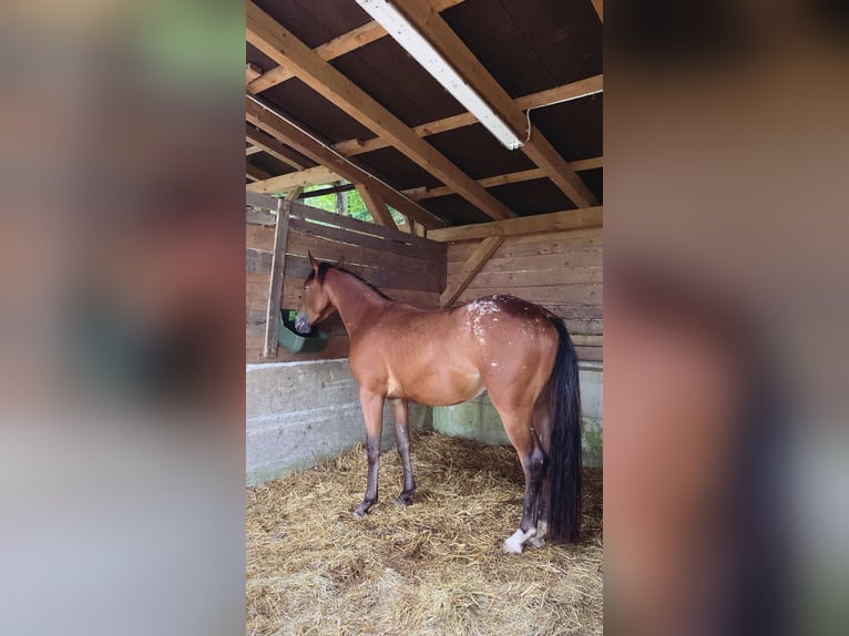 American Quarter Horse Mix Wallach 4 Jahre 155 cm Dunkelbrauner in Ljubljana