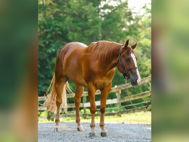 American Quarter Horse Wallach 4 Jahre 155 cm Dunkelfuchs in New Holland