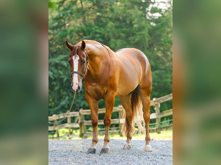 American Quarter Horse Wallach 4 Jahre 155 cm Dunkelfuchs in New Holland