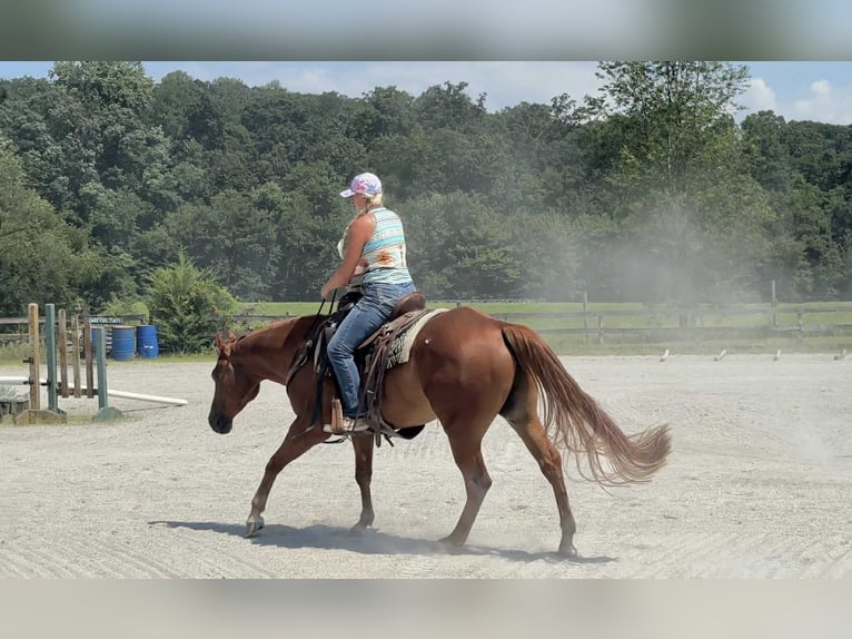 American Quarter Horse Wallach 4 Jahre 155 cm Dunkelfuchs in New Holland