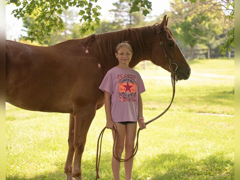 American Quarter Horse Wallach 4 Jahre 155 cm Dunkelfuchs in New Holland