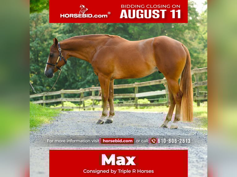 American Quarter Horse Wallach 4 Jahre 155 cm Dunkelfuchs in New Holland