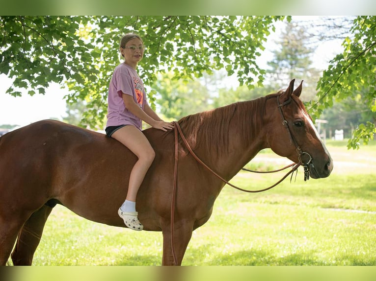 American Quarter Horse Wallach 4 Jahre 155 cm Dunkelfuchs in New Holland