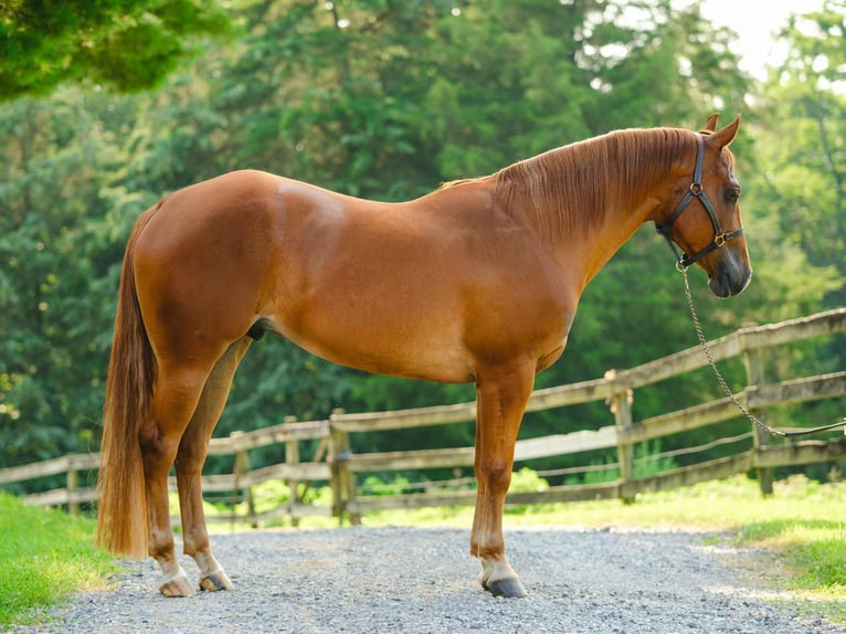 American Quarter Horse Wallach 4 Jahre 155 cm Dunkelfuchs in New Holland