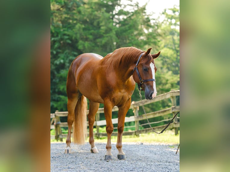 American Quarter Horse Wallach 4 Jahre 155 cm Dunkelfuchs in New Holland