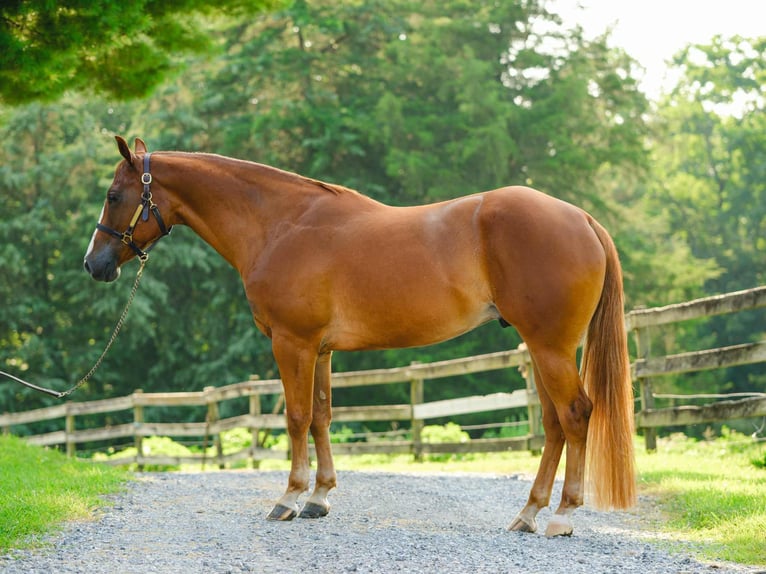 American Quarter Horse Wallach 4 Jahre 155 cm Dunkelfuchs in New Holland