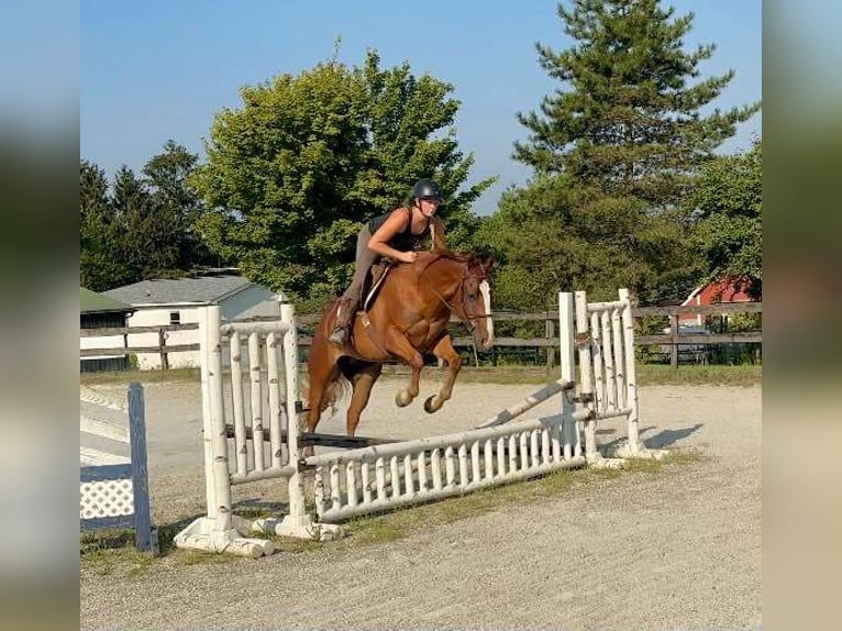 American Quarter Horse Wallach 4 Jahre 155 cm Dunkelfuchs in New Holland