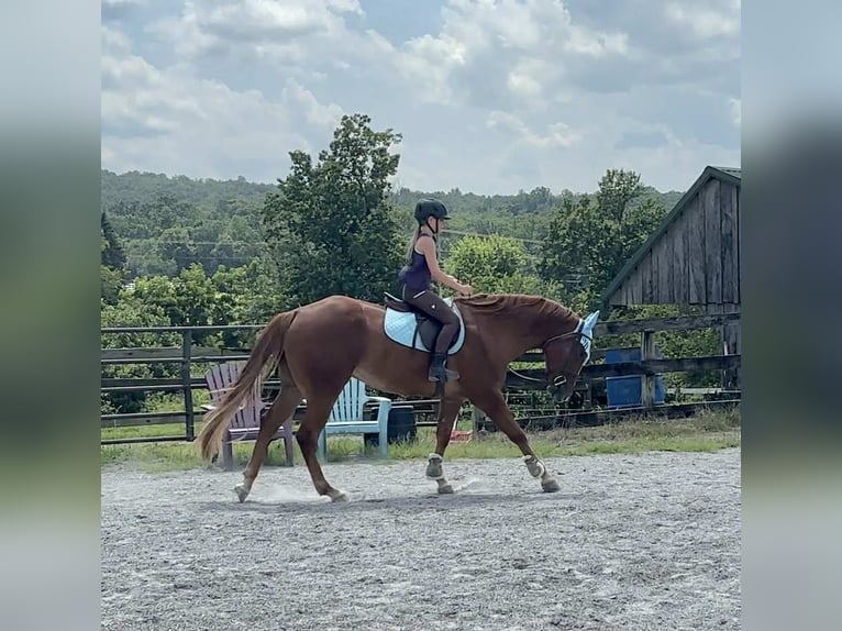 American Quarter Horse Wallach 4 Jahre 155 cm Dunkelfuchs in New Holland